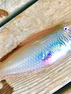 Текирова: отводной против микроджига в камнях