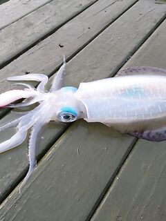 Кемер: Бельдиби, кальмар и кефаль под пирсом