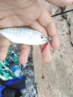 Анталия: мелкая береговая рыба и двенадцать видов за неделю