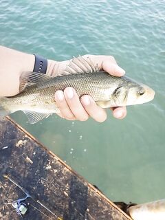 Сиде: пирс, Marukyu Isome и леврек на кастмастер 10,5 г