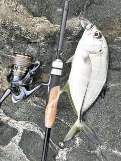 Фуджейра: лайтовый спиннинг с волнореза по груперу и каранксу