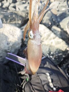 Фуджейра: пирсы у Radisson, Дибба и береговой комплект под море