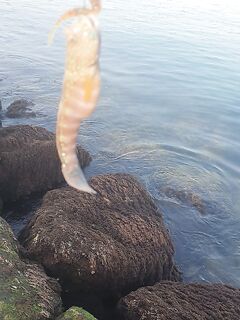 Рас-эль-Хайма: лицензия, пилькеры и берег у выхода из канала