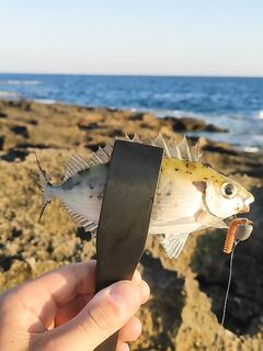 Рыбалка в Анталии вечером с микроджигом, маской и капризным карасем