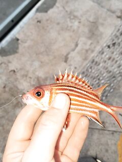 Рыбалка в Анталии в старом порту и на Коньяалты по быстрой пелагике