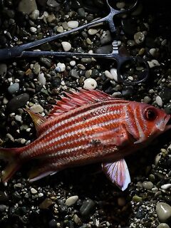 Сломанная вершинка в Кирише увела ловлю к стикбейту и попперу