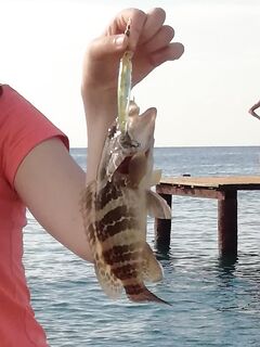 Российские черви в Кирише спасли бомбарду после трех нулей