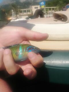 Пойманная рыба успела до просьбы охраны закругляться