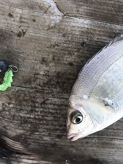 Зеленая реплика Bugsy 50 мм разрывалась у набережной Измира