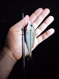 Красный флаг на Клеопатре увел вечернюю ловлю в порт к кальмару