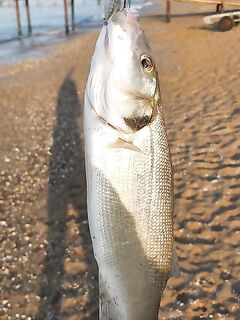 Pocopoco после восхода косил сибаса на шнуре 0,8 PE