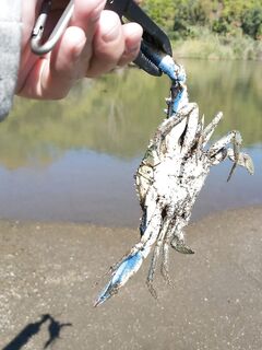 Лихия у пирса Фортезы не отобрала белый Spearhead 7 см