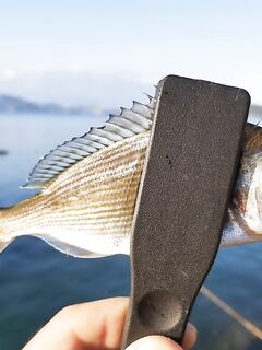 Вата под хлебной коркой обловила поролон на бомбарде