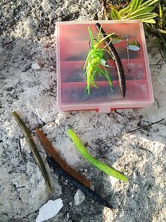 Поездка 19-24 на Кипр закрепила басса за спиннербейтом