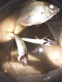 Ласкирь с волнореза у Нового Афона на сухого морского червя