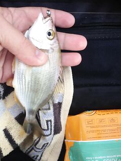 Джемете ночью с мормышкой по ставриде и ласкирю