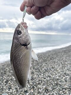 Море между дождями, ласкирь и мелкий горбыль в Абхазии