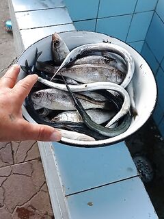 Сарган, окунь и отходящий карась в ноябрьской Пицунде