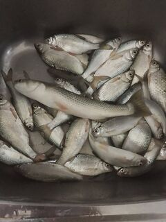 Пеленгас и таранка на азовской косе