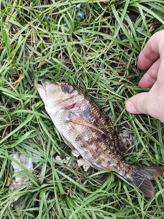 Маракуя на моем камне и трое местных с поппером в Унаватуне