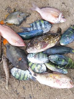 Ракушки с Jungle Beach обыграли воблеры а сарган забрал бомбарду целиком