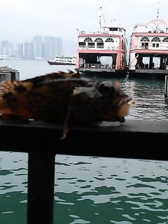 North Point Ferry Pier украл мой шопинг и показал групперов под самым 7 eleven