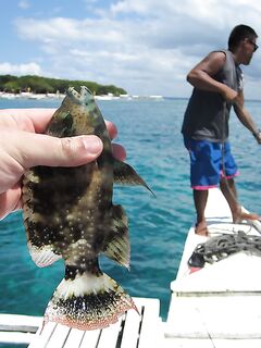 Панглао и Balicasag оставили мне черепах дайверов и прогулку вместо лапу лапу