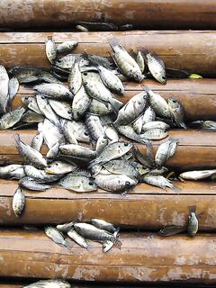 Озеро у Dmall на Боракае вернуло мне детство на тиляпии и поплавке