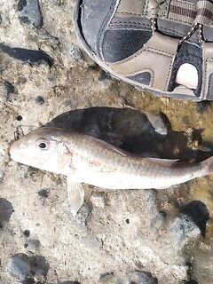 Сушеный нереис вместо силикона собрал мне утро по барабуле на тирольку