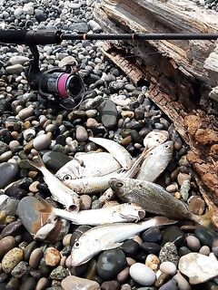 После завтрака барабуля держала темп а зубастая тварь срезала мне три отводных