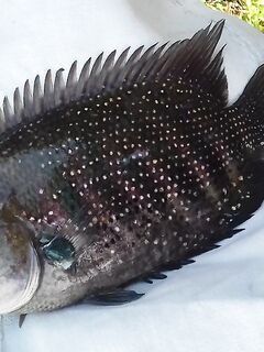 Хлеб из отеля и моток лески вывели меня в Маравиле от лагуны к морскому сому