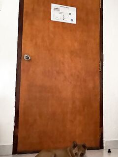 Две собачьи стаи каждый день провожали меня по песку и до самого бунгало