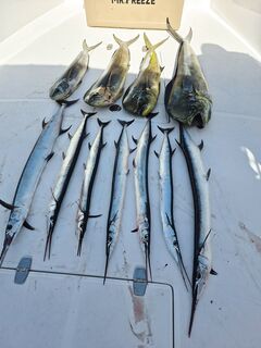 Буны Фуджейры дали мне барракуду а первый катер закрыл махимахи