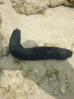 Пхукет быстро показал мне как местная мочалка обыгрывает красивую снасть