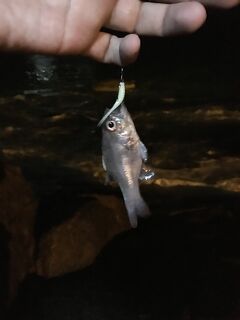 Ката Ной заставил меня везти тубус палки и полчемодана морской резины