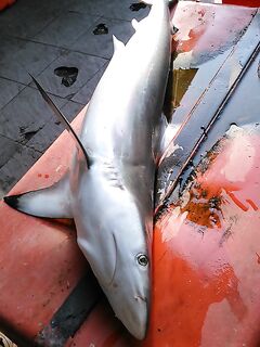 Каронское озеро с каменными кораблями оставило мне сомов и вопросы по тилапии