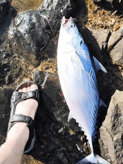 Боковой ветер у Хургады все же отдал мне первого тунца на пилькер