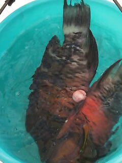 Профессиональная яхта в Хургаде оказалась тестом для нервов а пирс добрал мне рыбу