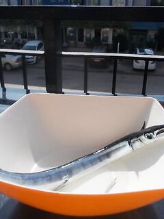 Турецкий сарган на ипек берет после рассвета и не любит резких рывков