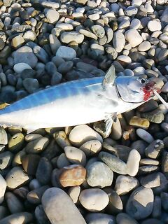 Паламут в Коньяалты любит дальнюю бомбарду и срывается у берега в прибое