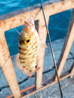 Хургада в Саль Хашише дала вечерний отводной и рыбу на кило у лагуны