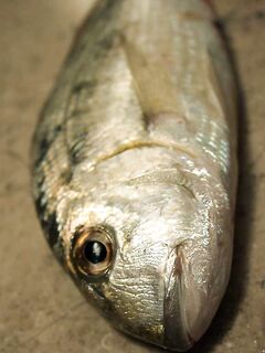 Хургада с берега выбрала улиток а экскурсионную яхту оставила слабым компромиссом