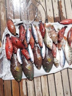 Сафага держит катер под рукой а лучше всего отвечает на кальмара с тиролькой