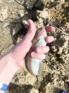 Коралловый островок у Labranda вывел меня из Маккади-Бей на скорпен и зеленух