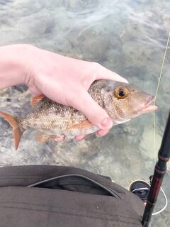 Тонкая плетня из Хургады перестала рваться в кораллах раньше чем я добрался до группера