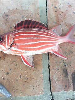 Хургада быстро наказала меня за отпуск без своих снастей и нормальных крючков