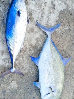 Мушимас у пирса кормил местных а нянька выбирала живца уже у моей жены