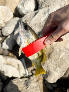 Крайний волнорез Марджана давал барракудок а стройка у второй точки молчала
