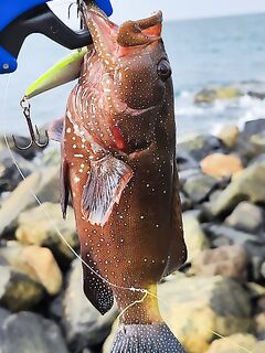 Левый мол с рассвета выключил пилькеры но на воблеры все же отдал мелкого GT