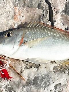 Марджан к закату оживал на поперы и пилькеры а утро гасило камни в ноль